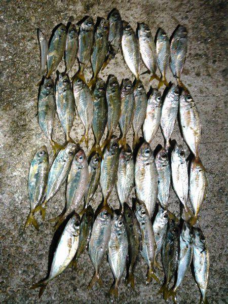 真夜中アジング